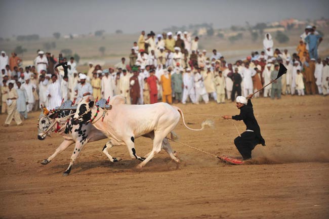 مسابقات گاوراني