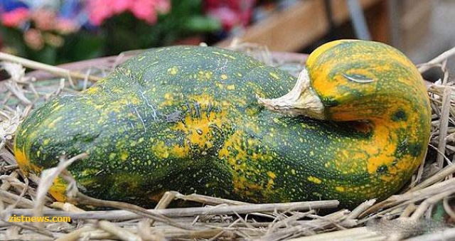 در شکل هایی متفاوت و دیدنی!(عکس)