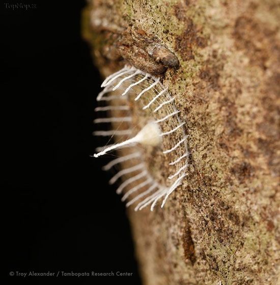 اثر هنری برای محافظت از تخم ها! (+عکس)