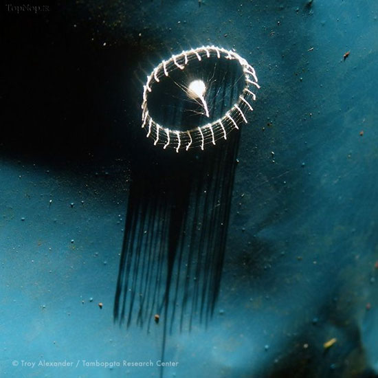 اثر هنری برای محافظت از تخم ها! (+عکس)