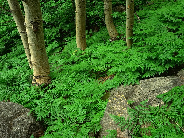 طبیعت(عکس)