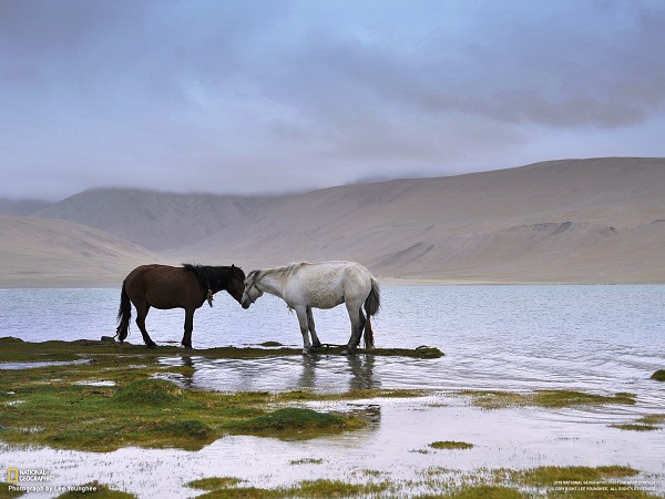 دنیای حیوانات(عکس)