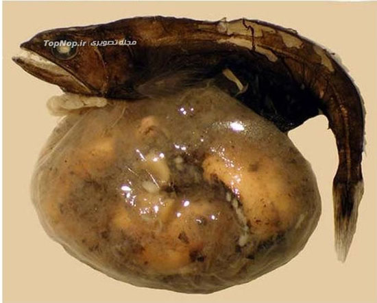 طماع ترین ماهی اقیانوس! (+عکس)