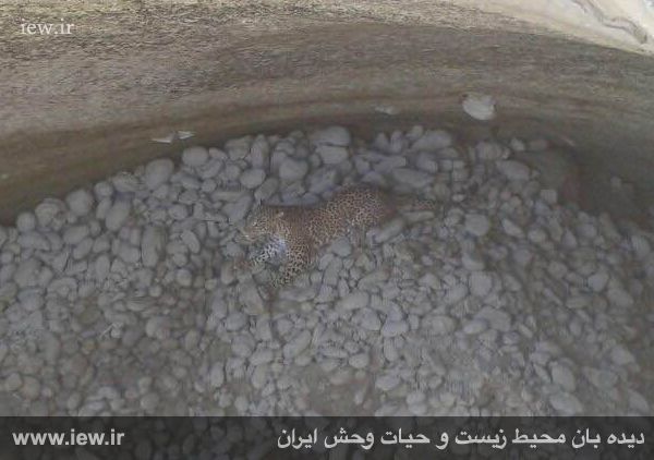 نجات یک پلنگ با تلاش محیط بانان هرمزگانی نجات یک پلنگ با تلاش محیط بانان هرمزگانی