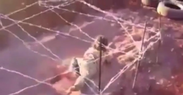 سینه خیز ماهرانه کودک داعشی میان گلوله و سیم خاردار (+عکس) سینه خیز ماهرانه کودک داعشی میان گلوله و سیم خاردار (+عکس)