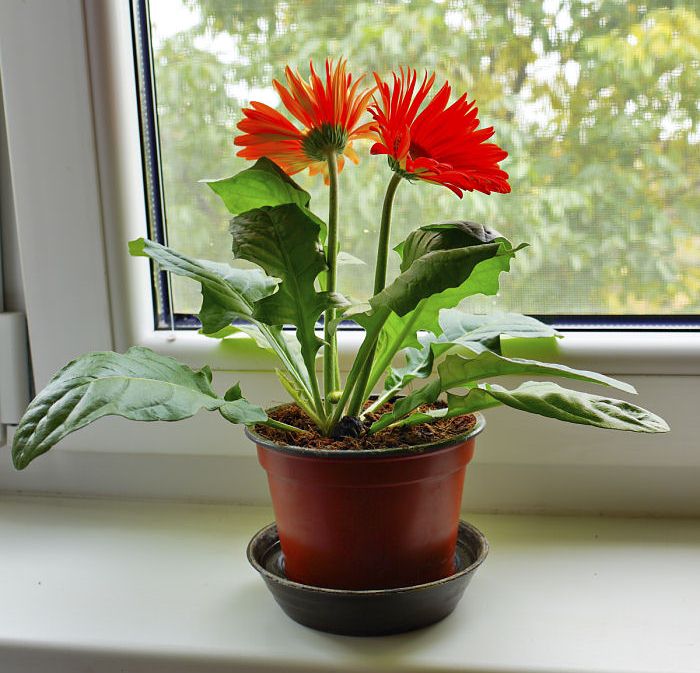 گیاهان موثر در رفع آلودگی هوا را بیشتر بشناسید (+عکس)