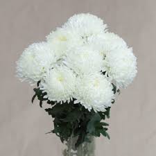 گیاهان موثر در رفع آلودگی هوا را بیشتر بشناسید (+عکس)