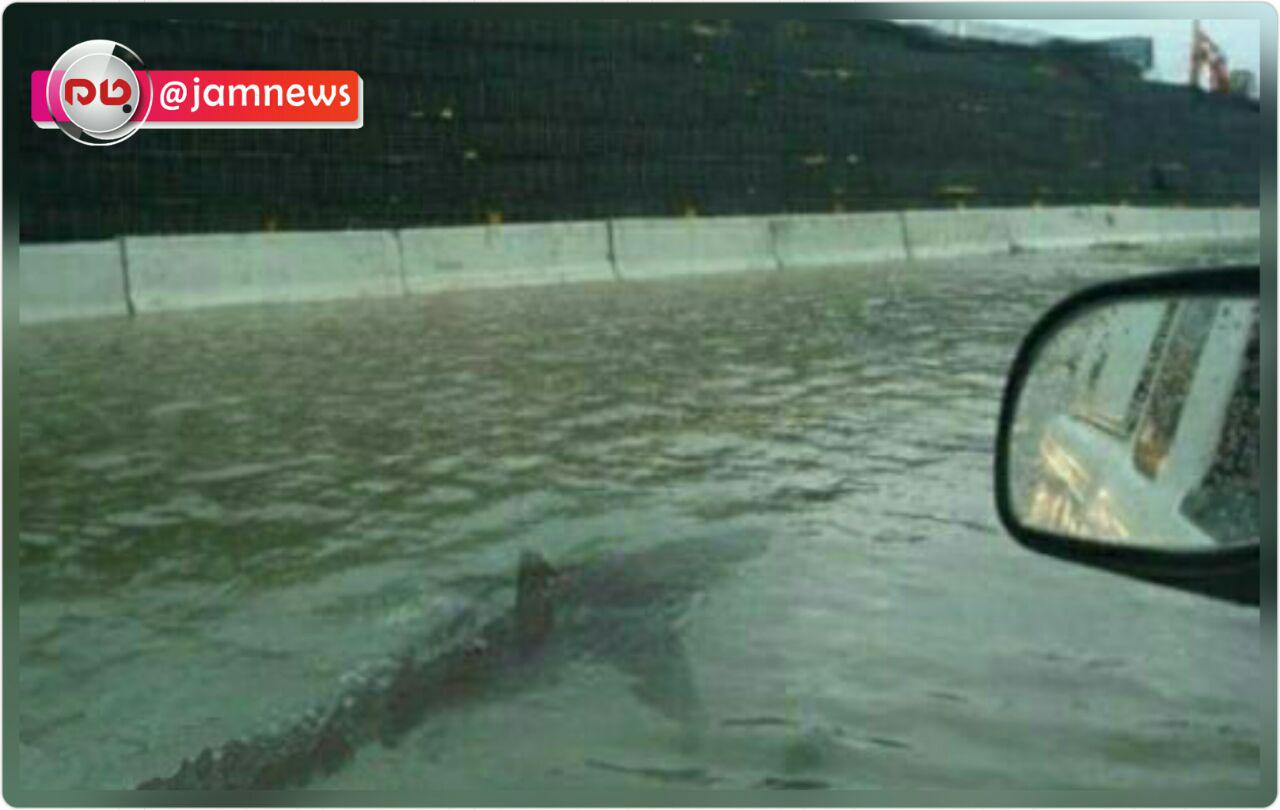 حضور کوسه در خیابان های هیوستون تگزاس! (عکس)