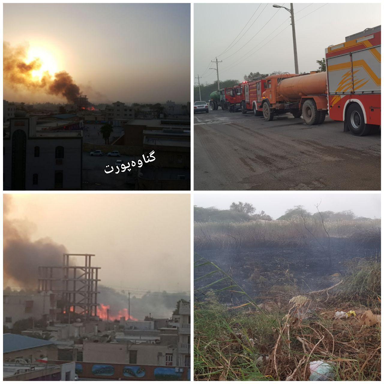 آتش سوزی جنگل تل چیتی گناوه (+عکس)