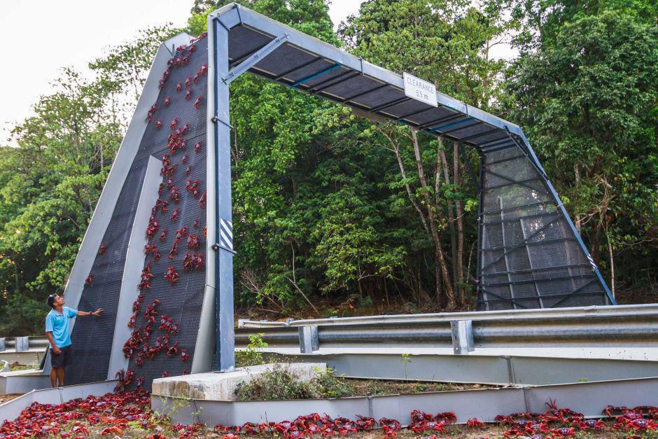 پلی که برای عبور خرچنگ ها در هلند ساخته شده است (عکس) پلی که برای عبور خرچنگ ها در هلند ساخته شده است (عکس)