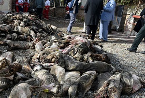 از قاچاق گوشت به خارج تا کشته دادن برای واردات گوشت! از قاچاق گوشت به خارج تا کشته دادن برای واردات گوشت!