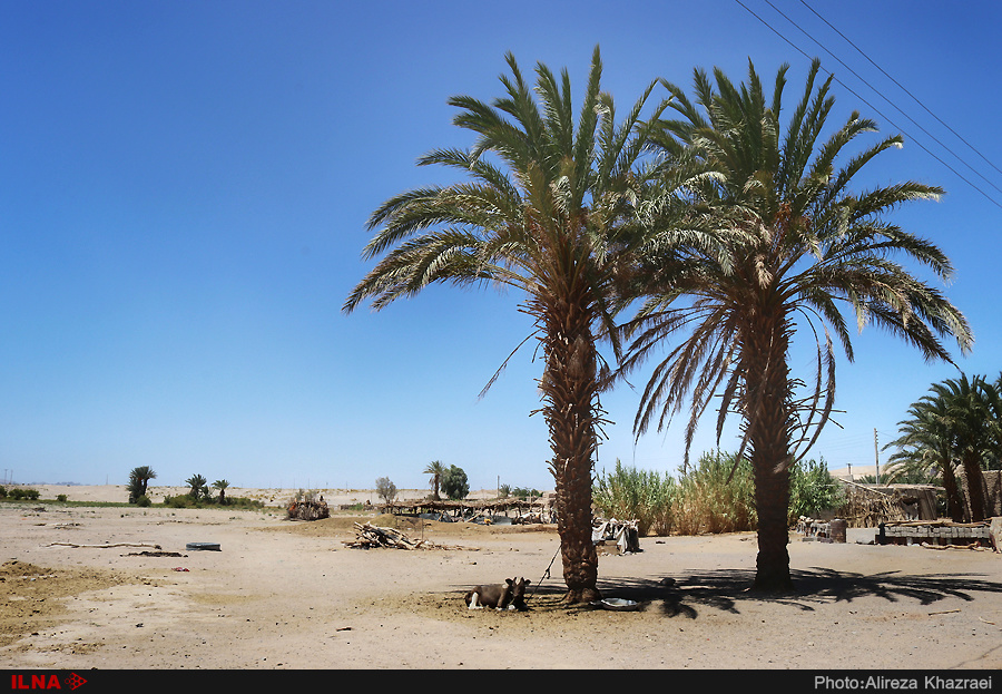 کشاورزان سیستانی: هرکه توانسته زندگیاش را فروخته و رفته/ دولت به داد مردم نرسد، آب خوردن هم باقی نمیماند کشاورزان سیستانی: هرکه توانسته زندگیاش را فروخته و رفته/ دولت به داد مردم نرسد، آب خوردن هم باقی نمیماند