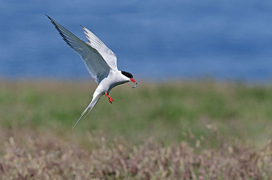 طولانی‌ترین مهاجرت‌ها در دنیای حیوانات (+عکس)