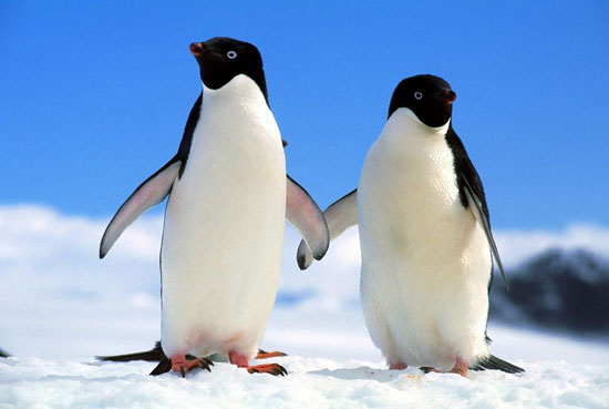 طولانی‌ترین مهاجرت‌ها در دنیای حیوانات (+عکس)