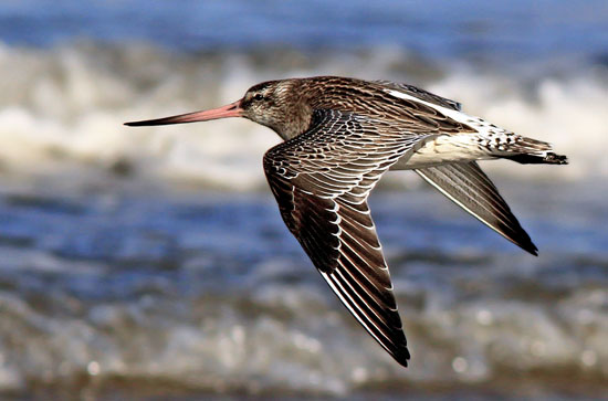 طولانی‌ترین مهاجرت‌ها در دنیای حیوانات (+عکس)