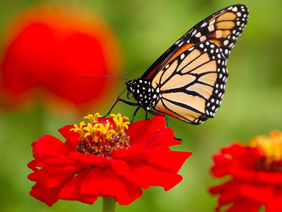 طولانی‌ترین مهاجرت‌ها در دنیای حیوانات (+عکس)