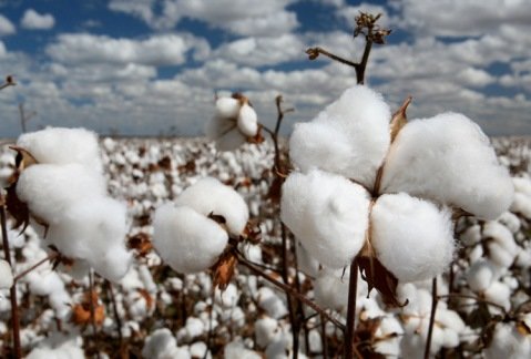 کربن خاک، مهمترین محدودیت در کشاورزی کشور است کربن خاک، مهمترین محدودیت در کشاورزی کشور است