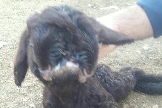 تولد بره 2 سر و 3 چشم در پلدختر (+عکس) تولد بره 2 سر و 3 چشم در پلدختر (+عکس)