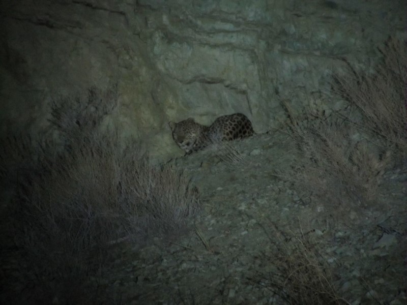 مشاهده 4 قلاده پلنگ در فیروزکوه مشاهده 4 قلاده پلنگ در فیروزکوه