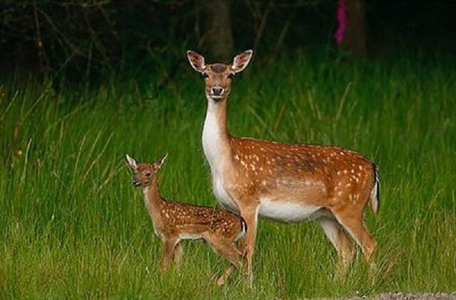 آهوی ایرانی در دانشگاه شیراز