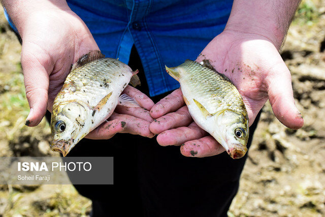 کاهش ذخایر آبزیان به دلیل تخریب زیستگاههای طبیعی کاهش ذخایر آبزیان به دلیل تخریب زیستگاههای طبیعی