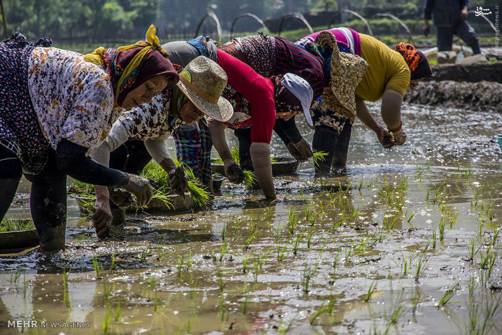 ممنوعیت کشت برنج، چرا و چگونه؟/دولت، مشوّق هایی را برای کشت جایگزین در نظر بگیرد/باید با کم آبی و کم بارشی، عقلانی رفتار کنیم ممنوعیت کشت برنج، چرا و چگونه؟/دولت، مشوّق هایی را برای کشت جایگزین در نظر بگیرد/باید با کم آبی و کم بارشی، عقلانی رفتار کنیم