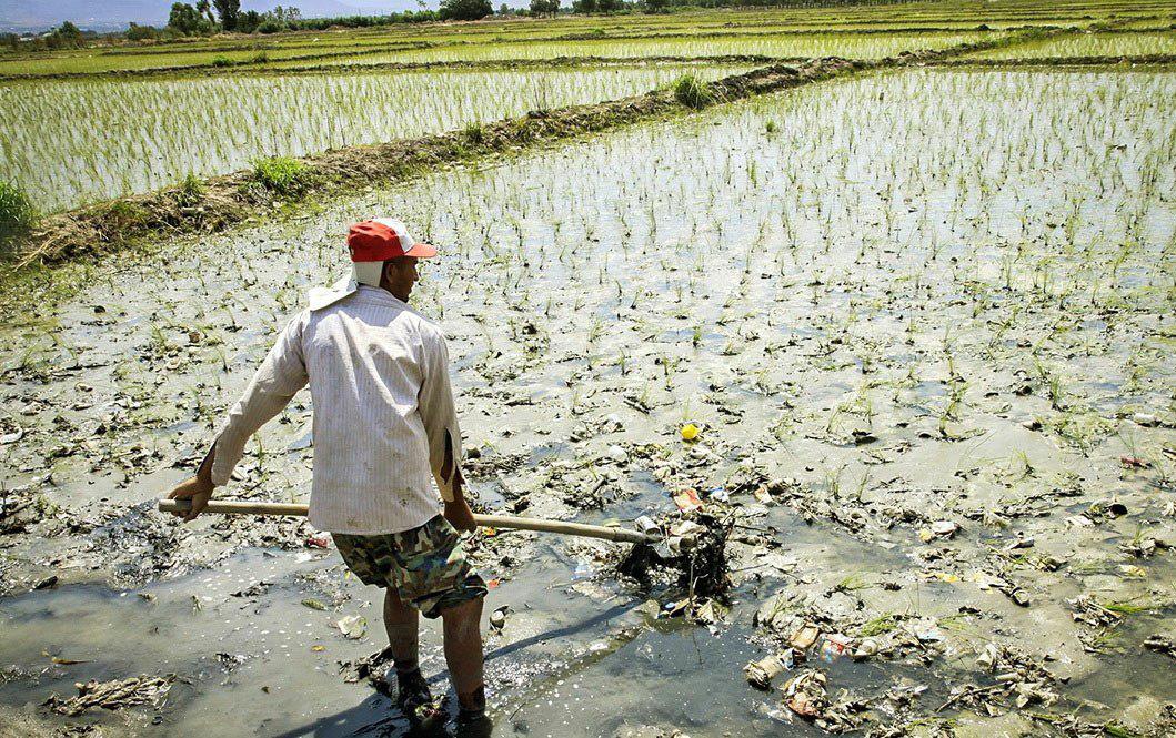 ممنوعیت کشت برنج، چرا و چگونه؟/دولت، مشوّق هایی را برای کشت جایگزین در نظر بگیرد/باید با کم آبی و کم بارشی، عقلانی رفتار کنیم ممنوعیت کشت برنج، چرا و چگونه؟/دولت، مشوّق هایی را برای کشت جایگزین در نظر بگیرد/باید با کم آبی و کم بارشی، عقلانی رفتار کنیم