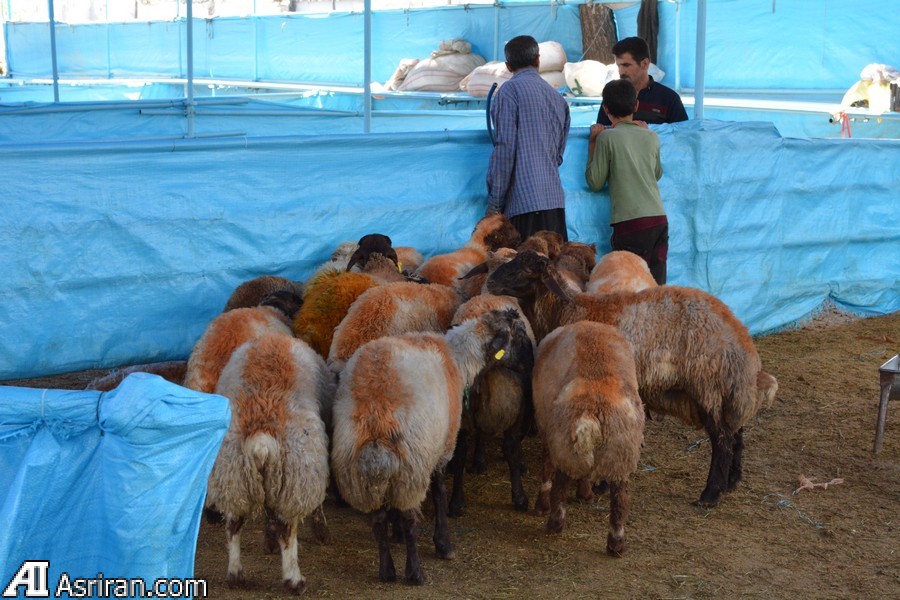 صادرات دام ممنوع شد صادرات دام ممنوع شد