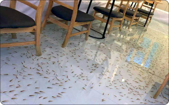 کافه ای برای دوستداران حیوانات (+عکس) کافه ای برای دوستداران حیوانات (+عکس)