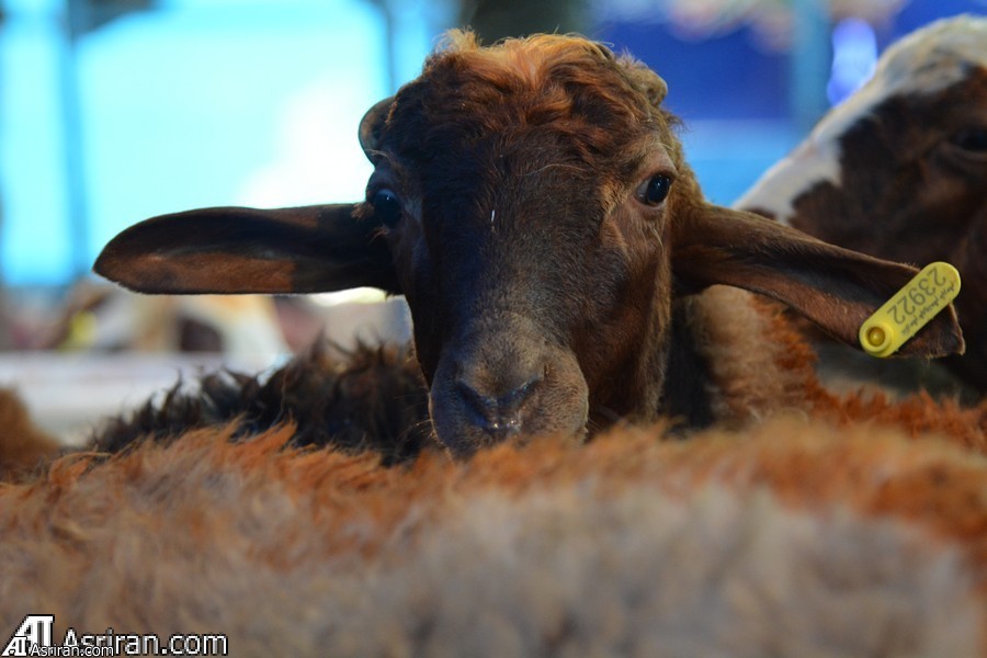 ستاد مبارزه با قاچاق کالا: مشکلات واردات دام زنده به زودی رفع میشود ستاد مبارزه با قاچاق کالا: مشکلات واردات دام زنده به زودی رفع میشود