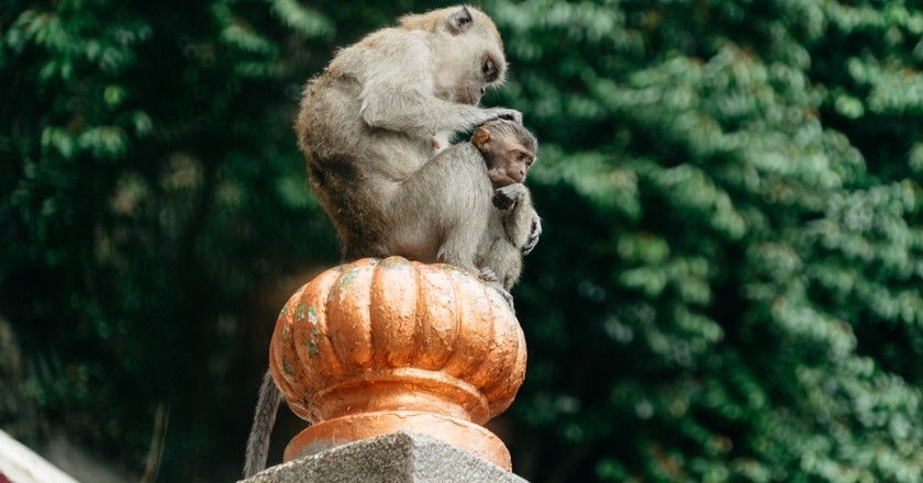 میمون&zwnj; های کوالالامپور