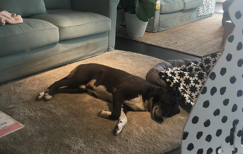 استقبال فروشگاه ایکیا ایتالیا از سگ های ولگرد استقبال فروشگاه ایکیا ایتالیا از سگ های ولگرد