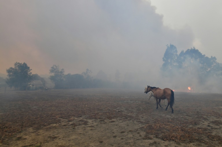 آتشسوزی استرالیا: گردشگران و مردم در ساحل این کشور پناه گرفتند/ دود قرمز در منطقه خطر (+عکس) آتش در استرالیا