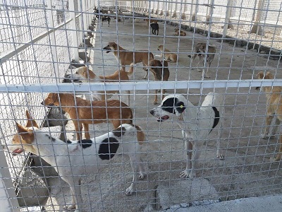 فعالیت تیم‌های ویژه کنترل سگ‌های بلاصاحب در کرج