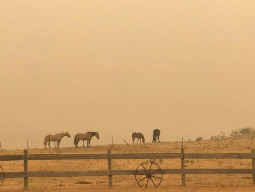 آتش، صنعت گردشگری استرالیا را سوزاند/ رسانهها خطاب به مردم: به استرالیا نیایید اتش گردشگری