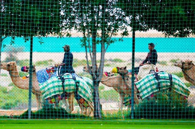 شترهای فوتبالدوست