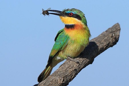 قتل عام ۵۰۰ پرنده بهخاطر یک مشت عسل در قم قتل عام ۵۰۰ پرنده بهخاطر یک مشت عسل در قم