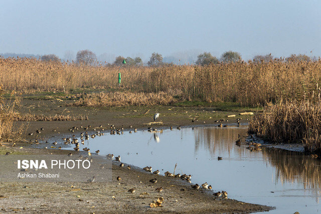 تالاب انزلی