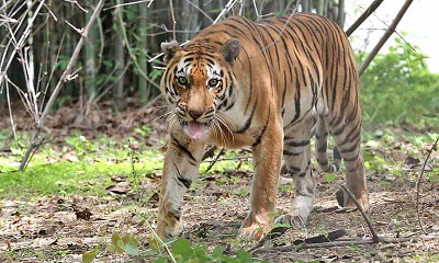 مرگ اعلام نشده یک ببر مرگ اعلام نشده یک ببر