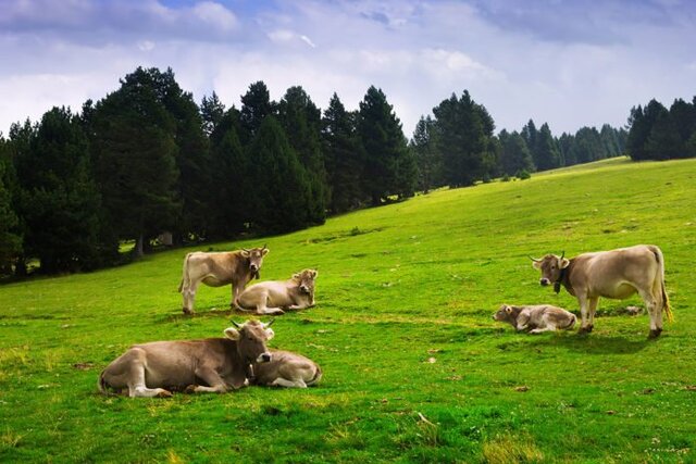 گاوها در مورد غذا و آب و هوا با یکدیگر صحبت میکنند گاوها در مورد غذا و آب و هوا با یکدیگر صحبت میکنند