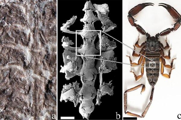 شناسایی فسیل 437 میلیون ساله یک عقرب (+عکس) فسیل عقرب
