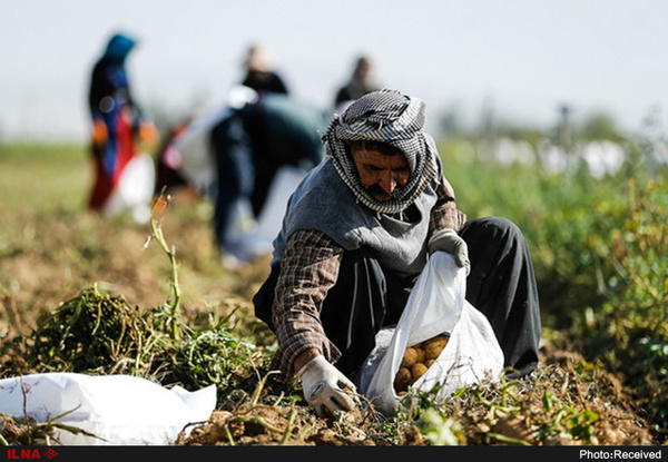 تبدیل کشاورز به ویلاساز با خرد شدن زمینهای کشاورزی تبدیل کشاورز به ویلاساز با خرد شدن زمینهای کشاورزی