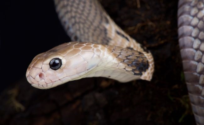 هرآنچه باید درباره کروناویروس جدید بدانید هرآنچه باید درباره کروناویروس جدید بدانید