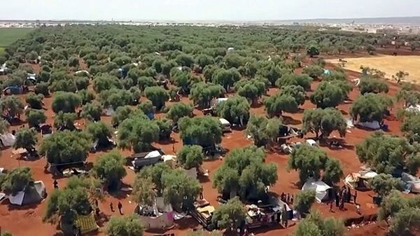 ادلب سوریه پیش از جنگ: فرش، زیتون و صنایع دستی خانواده های ادلب زیر سایه درختان زیتون