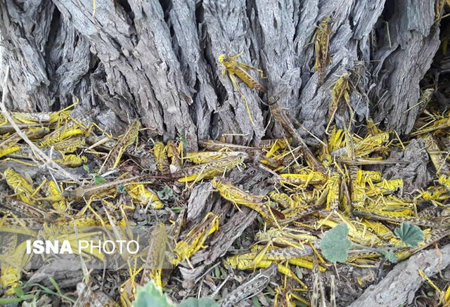 وضعیت هجوم ملخ ها در یزد نگرانکننده نیست وضعیت هجوم ملخ ها در یزد نگرانکننده نیست