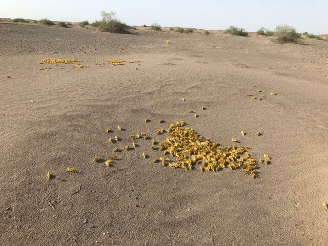 رئیس حفظ نباتات کشور: مشاهده ۱۴۸ بار ریزش ملخ به کشور رئیس حفظ نباتات کشور: مشاهده ۱۴۸ بار ریزش ملخ به کشور