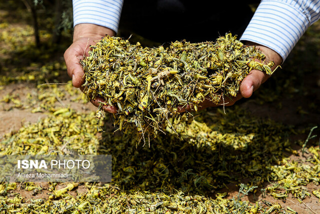 خطر هجوم ملخ به شهرستانهای مرزی فارس خطر هجوم ملخ به شهرستانهای مرزی فارس