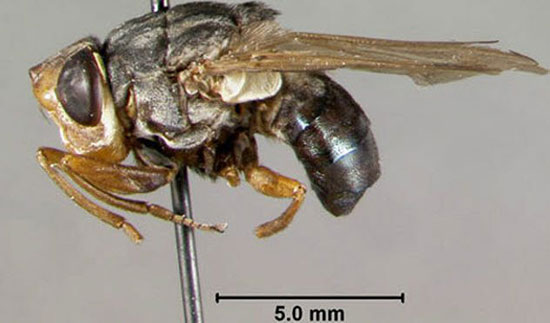 ترسناک‌ترین و خطرناک‌ترین حشرات جهان را بشناسید (+عکس)