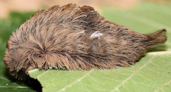 ترسناک‌ترین و خطرناک‌ترین حشرات جهان را بشناسید (+عکس)