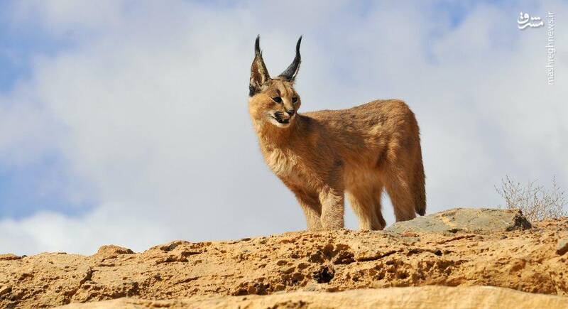 گربه‌سانی زیبا در حیات وحش یزد (عکس)